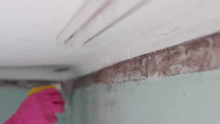 Mold Documentation for Insurance Claims in Taylorsville, KY